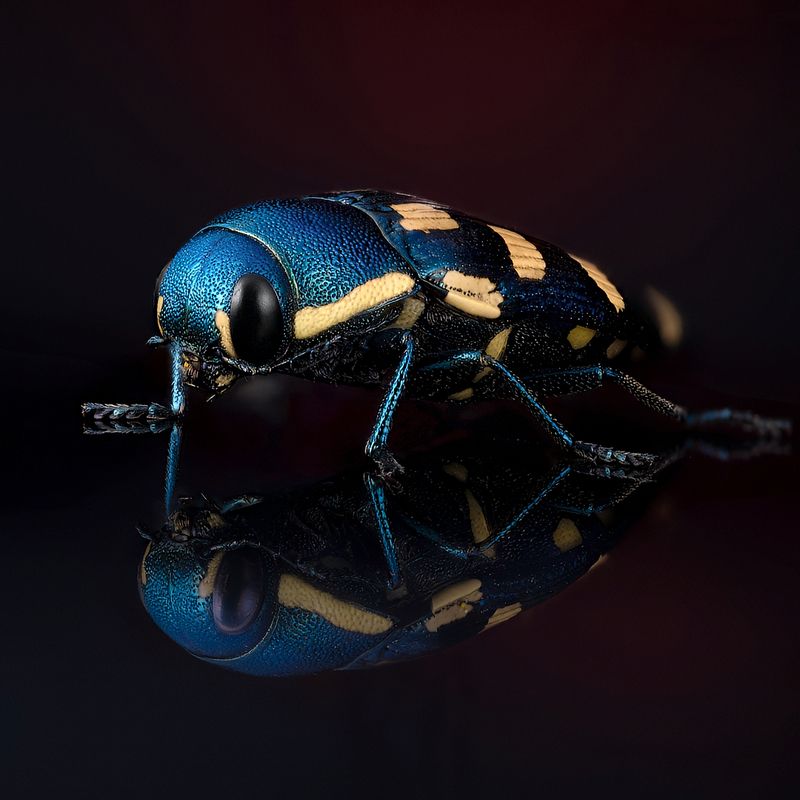 coleoptera, buprestidae, buprestis octoguttata,  златка восьмипятнистая хвойная Златка фото превью