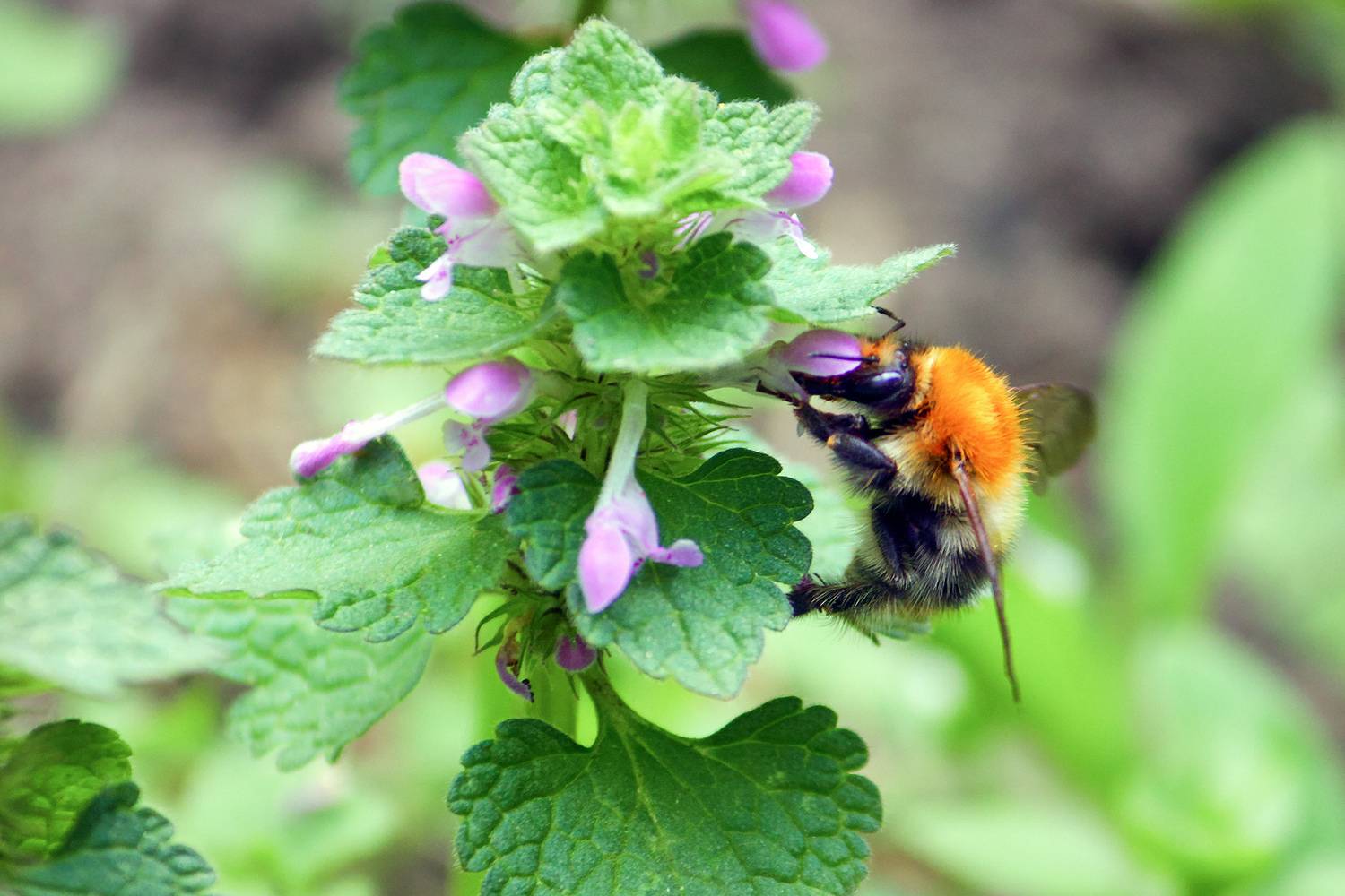 шмель, шмель шренка, bombus schrencki, КарОл