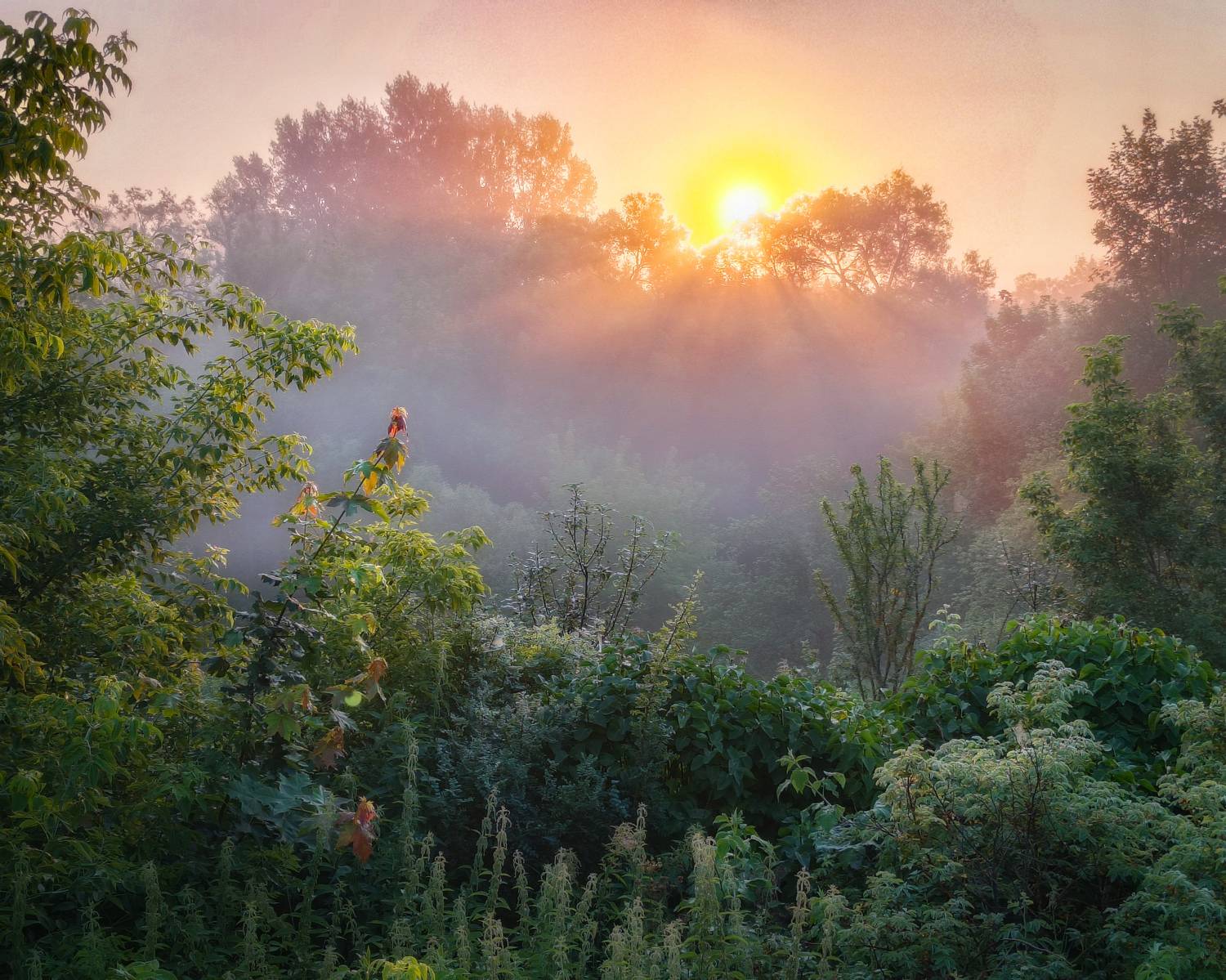 , Кондрашова Светлана