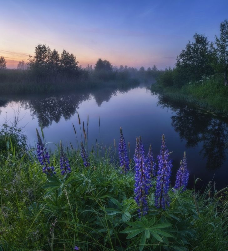 Люпиновые сумерки II фото превью
