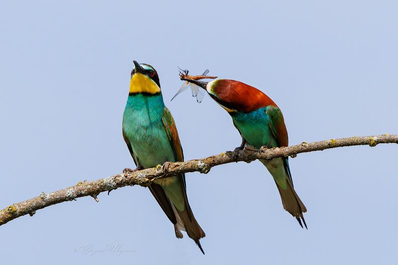 Неподкупные отношения фото превью