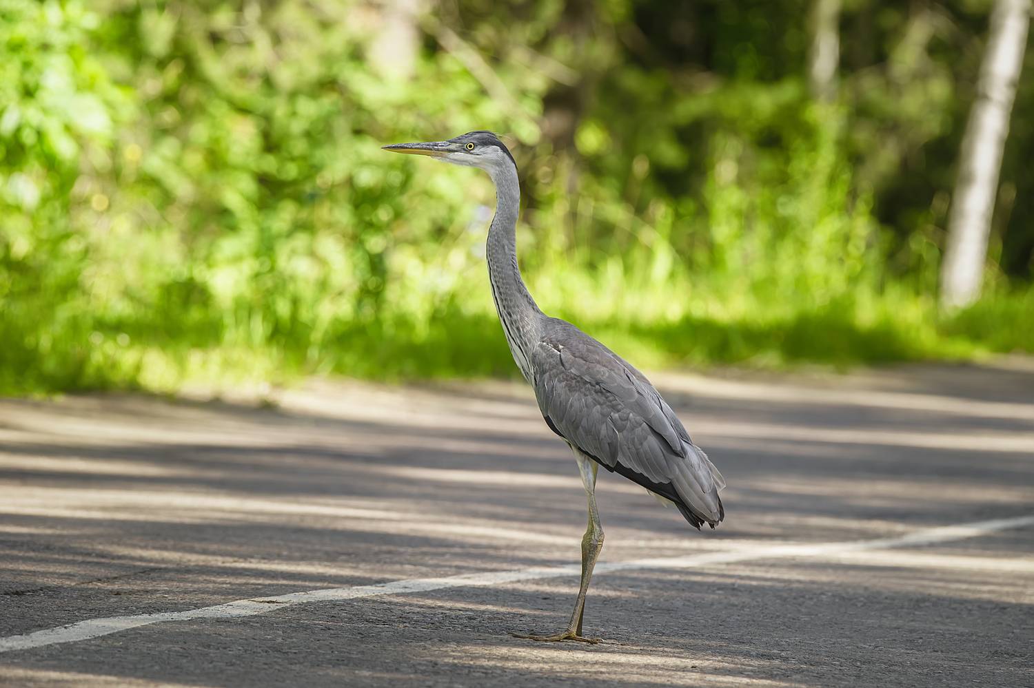 , Корнеев Алексей