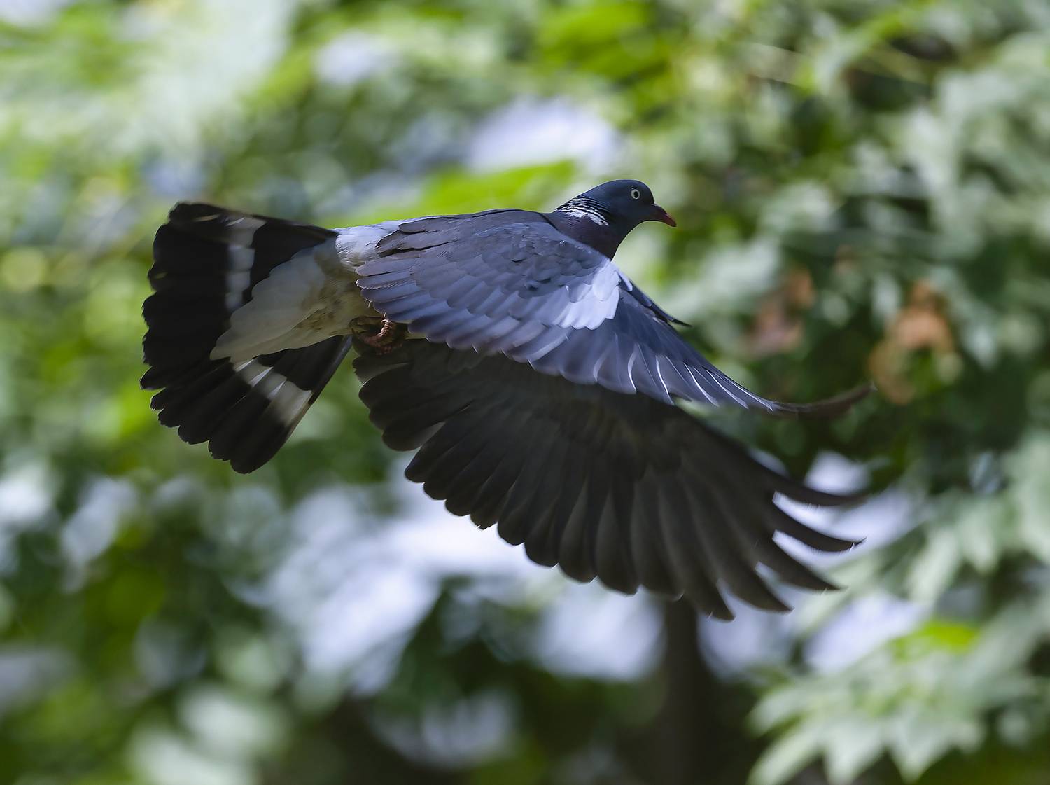 вяхирь, полёт ,красавчик, лес, природа, bird, beautiful, forest, nature, Стукалова Юлия
