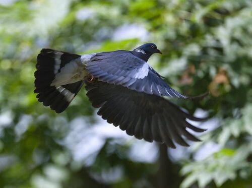 Крылья свободы