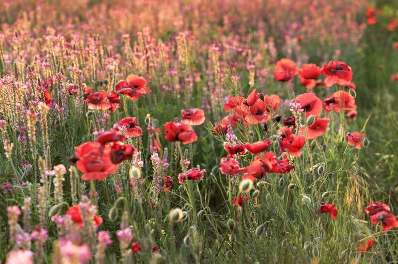 фото превью