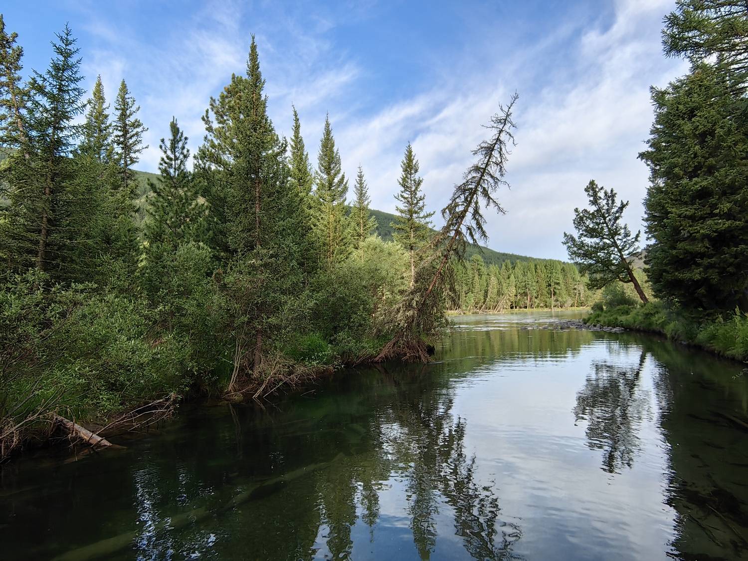 .природа,алтай,река бара,деревья.лес, Козлова Галина