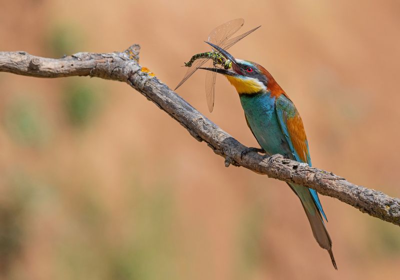 щурки, птицы, весна, лето, фотоохота Welcome фото превью