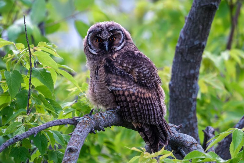 Слеток ушастой совы фото превью