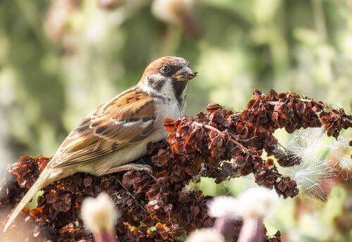 Полевой воробушек.