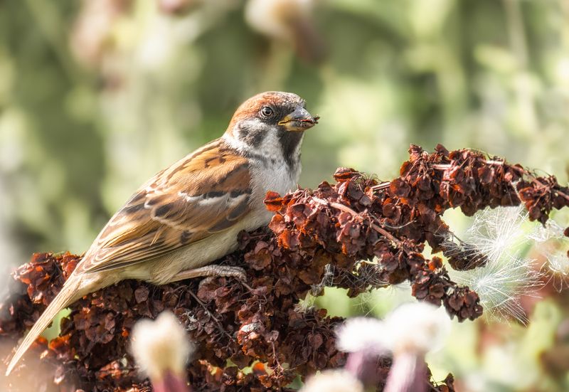 птица, воробейполевой, луг, лето, Полевой воробушек. фото превью