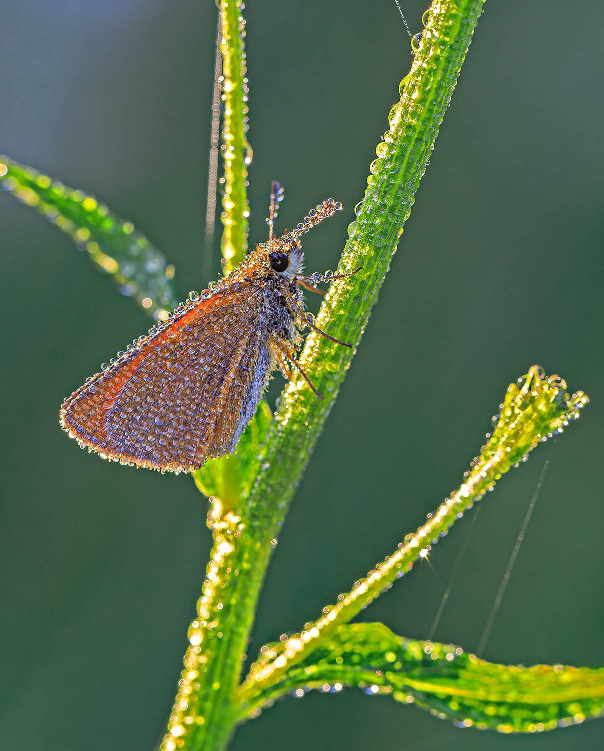 утро, лето, роса, бабочка, толстоголовка, Борис Новиков