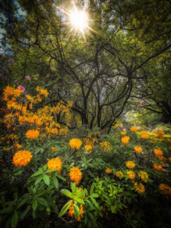 пейзаж, landscape, nature, природа, лето, summer *** фото превью