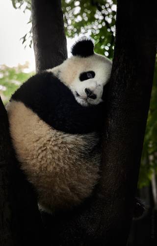 Сурровые панда-будни