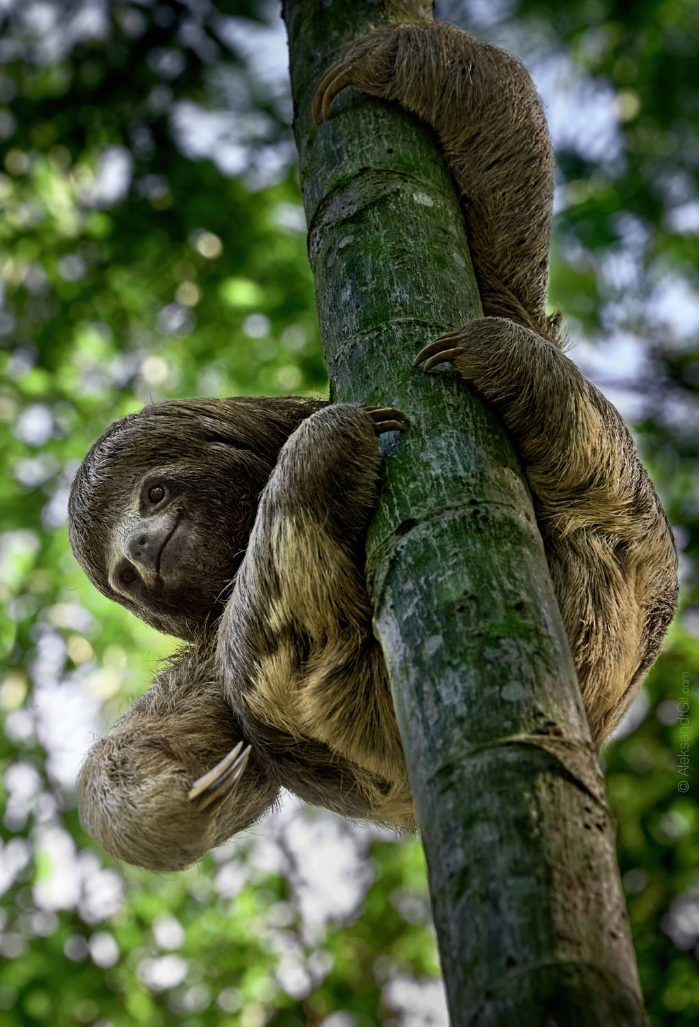, Гиль Александр
