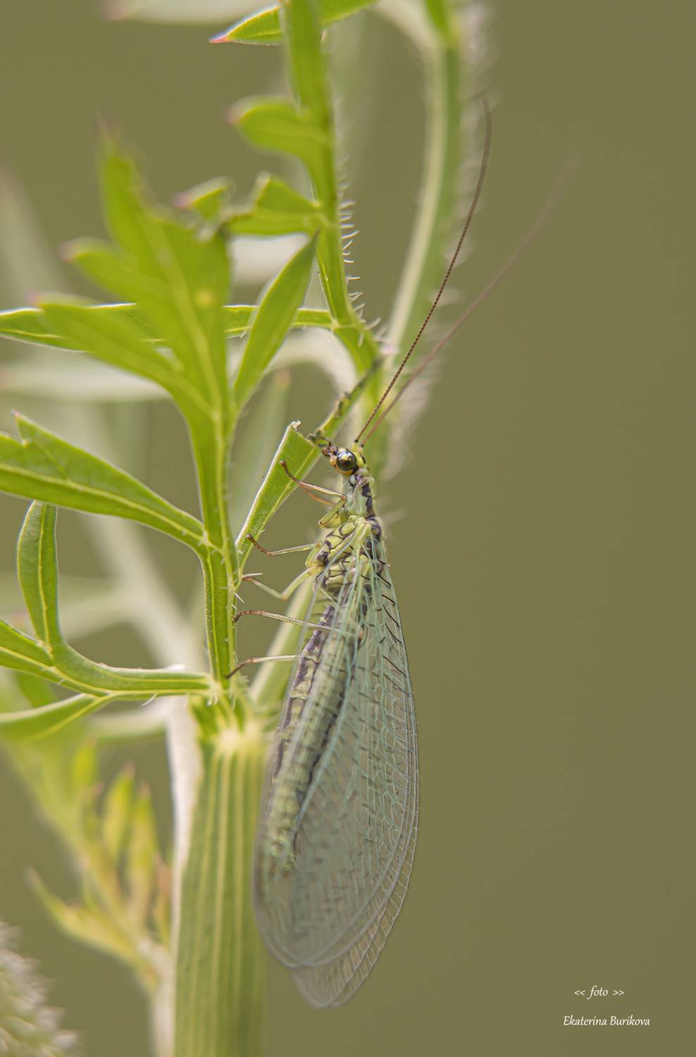 , Бурикова Екатерина