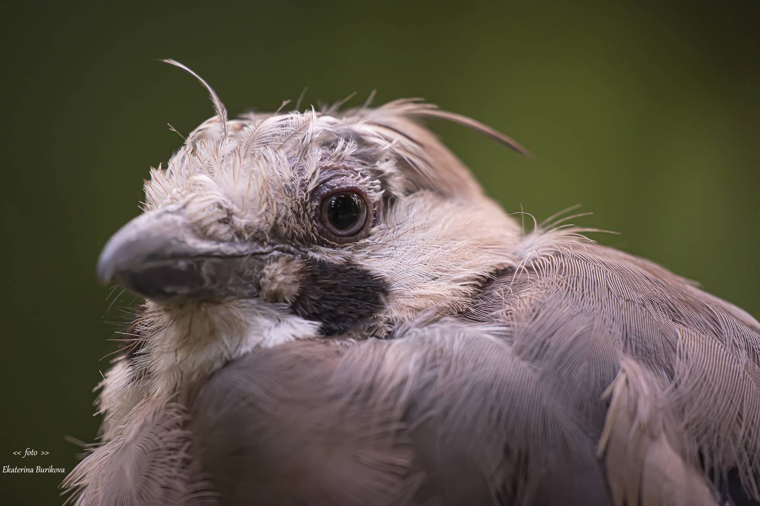 , Бурикова Екатерина