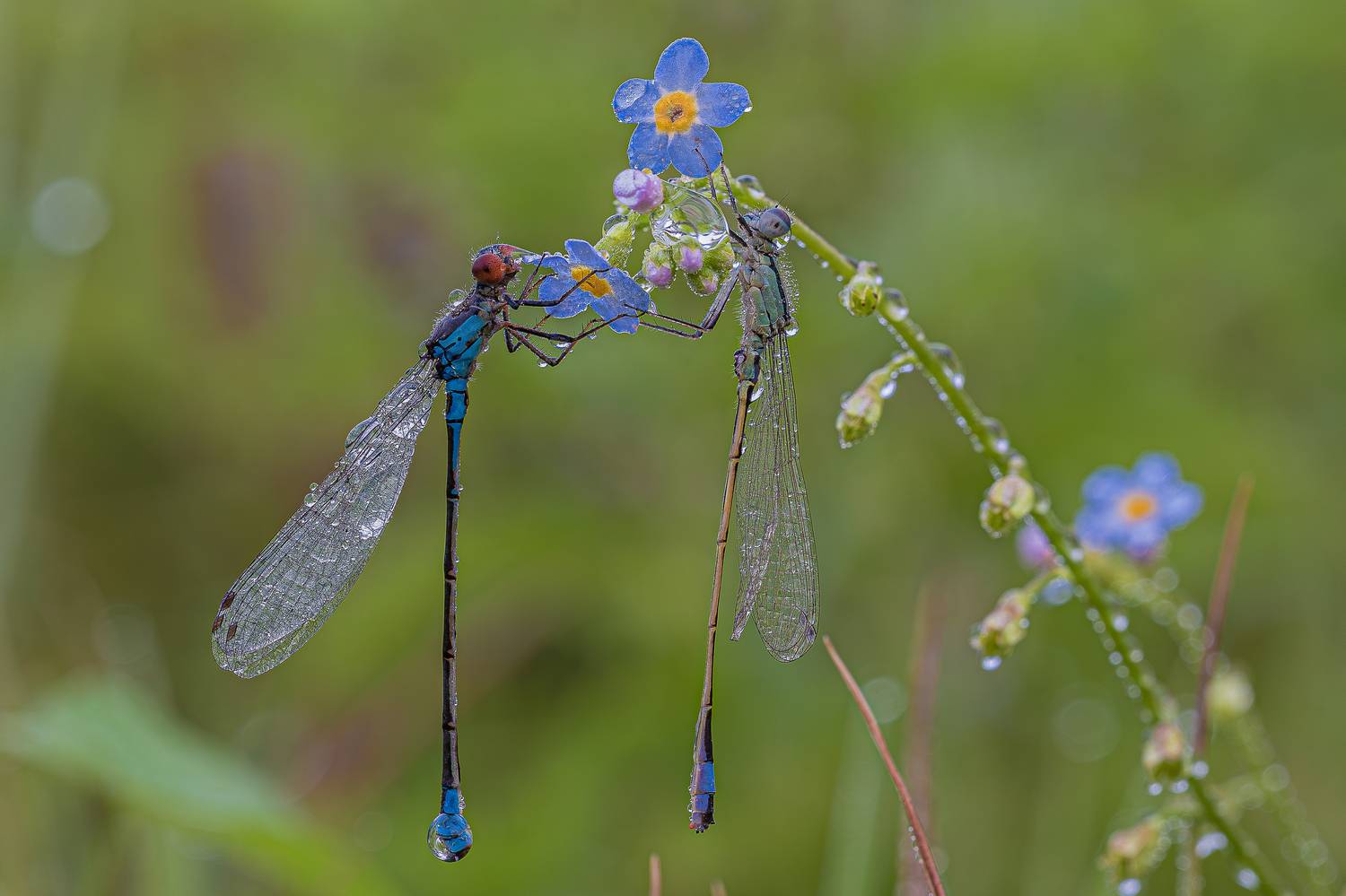 , Зайцев Роман