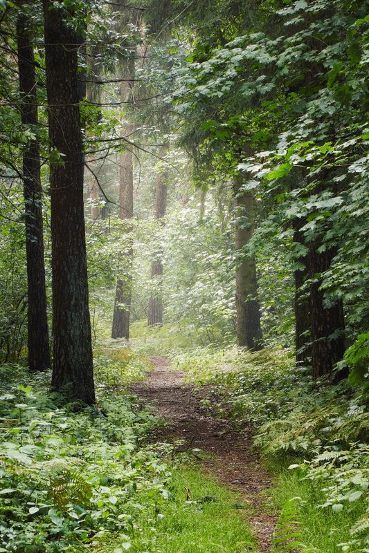 В летнем лесу фото превью