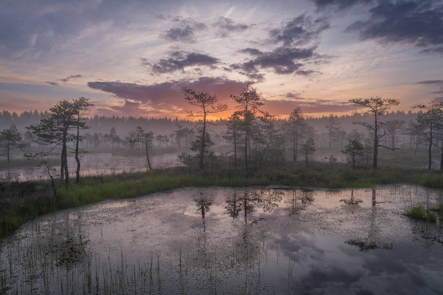 болота ленинградской области, рассвет, пейзаж, Mikhail Ioannisian