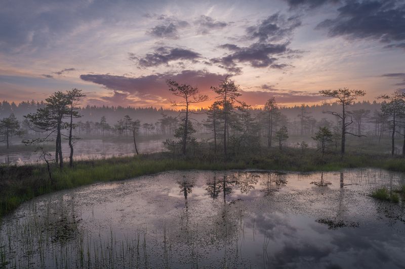 болота ленинградской области, рассвет, пейзаж  фото превью