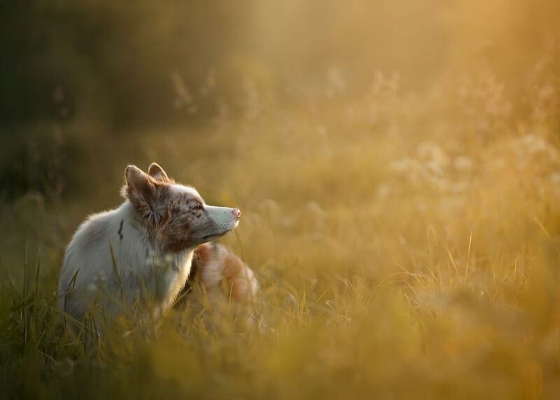 Oscar фото превью