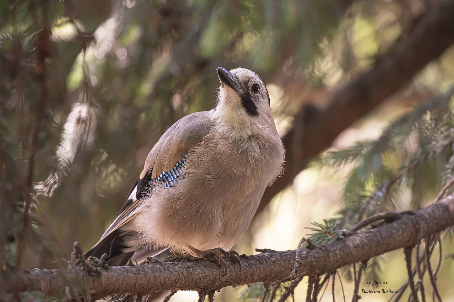 , Бурикова Екатерина