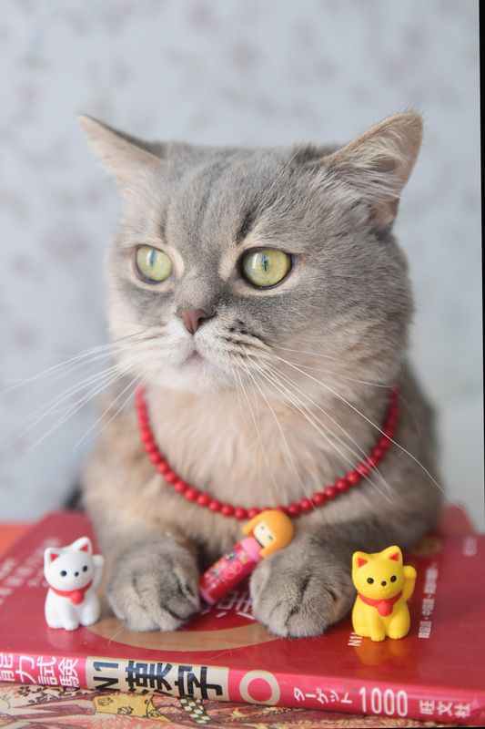 Эмоции кота-япониста в бусиках фото превью