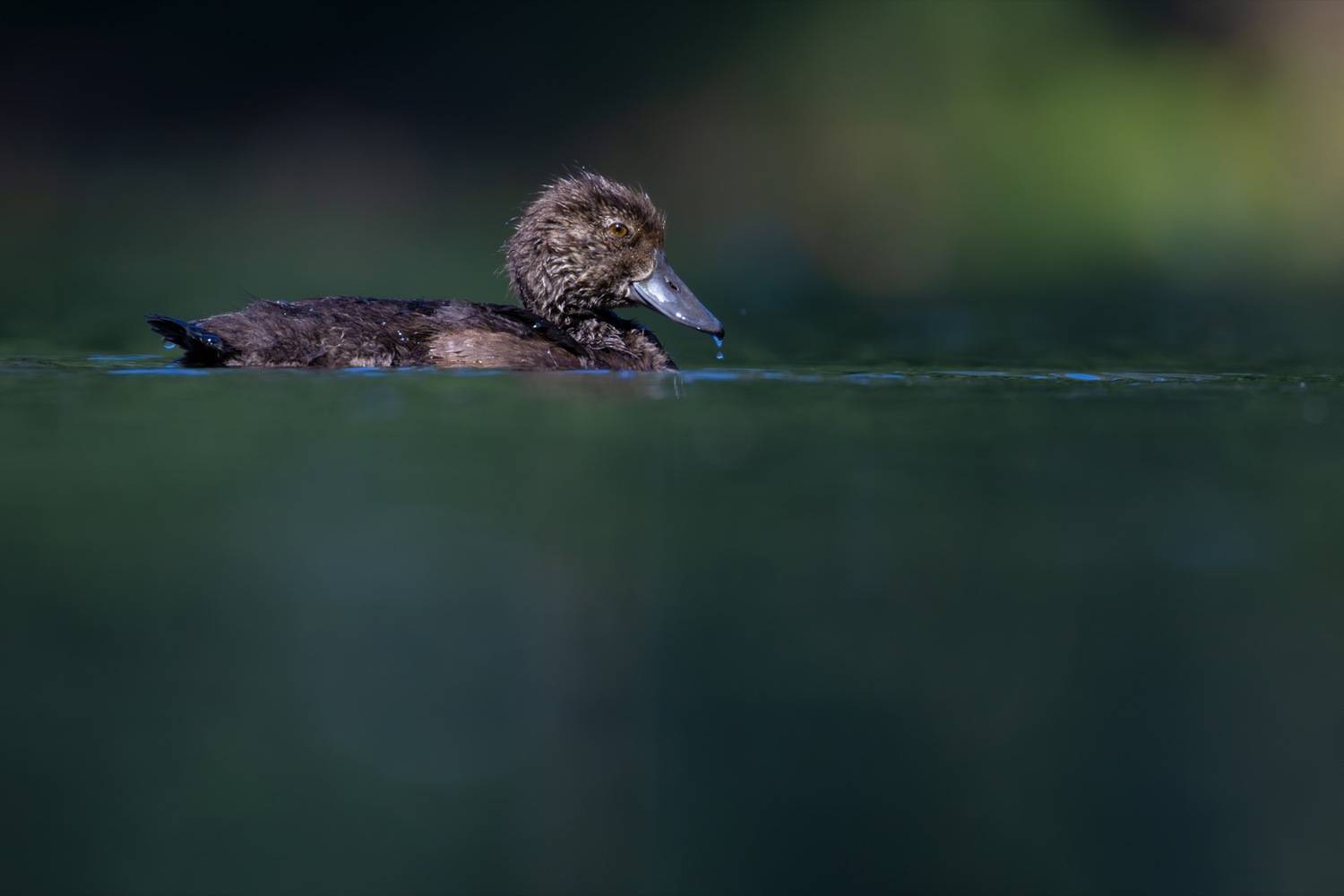 нырок, хохлатая чернеть, утка, птицы, утенок, Руслан Pl