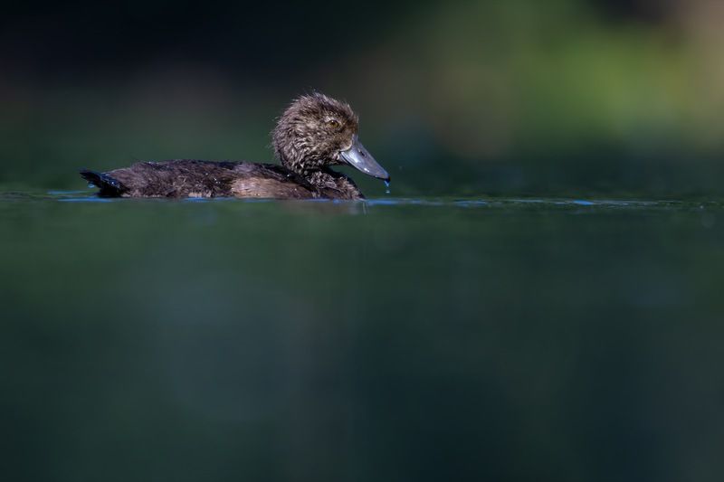 нырок, хохлатая чернеть, утка, птицы, утенок  фото превью