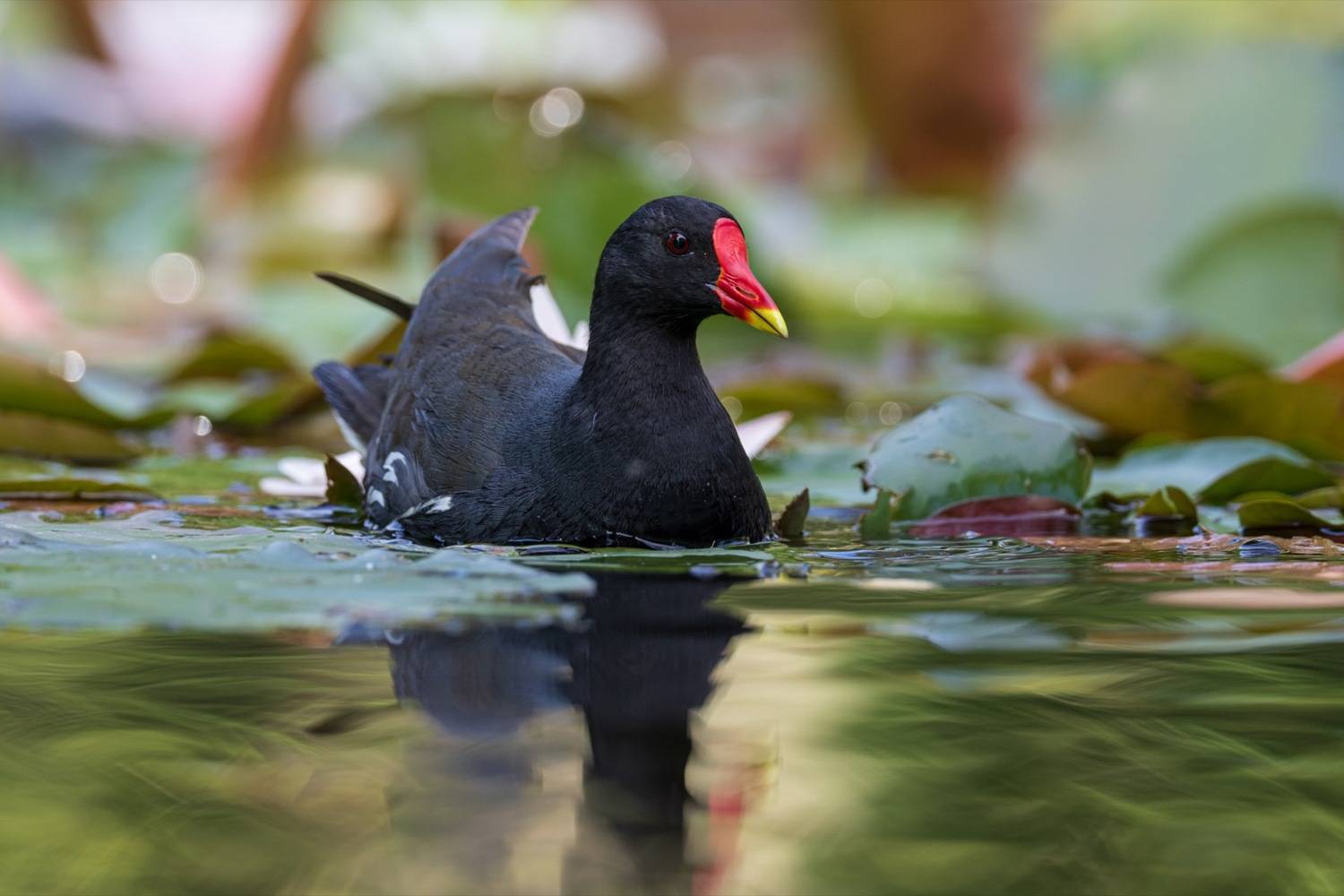 камышница, пруд, птицы, Руслан Pl