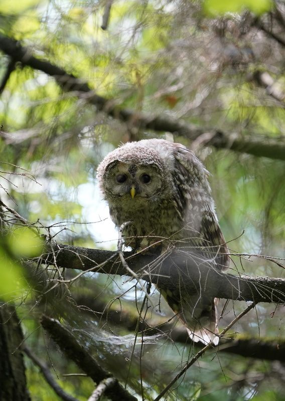 Глазастик фото превью