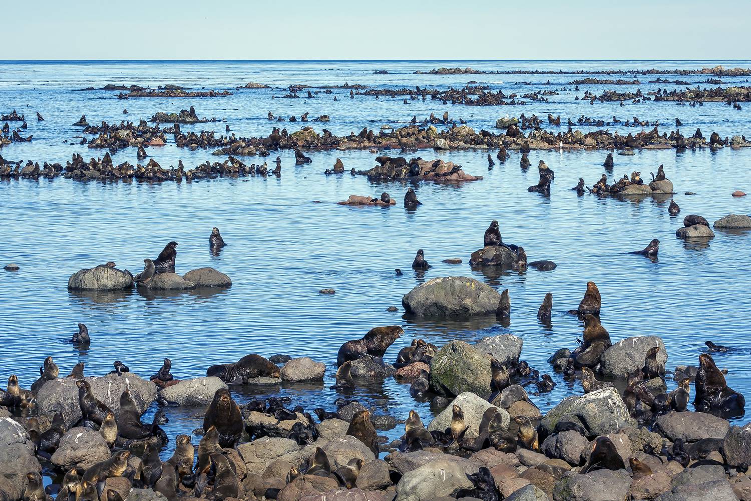 лежбище, морские котики, командоры, Уткин Дмитрий