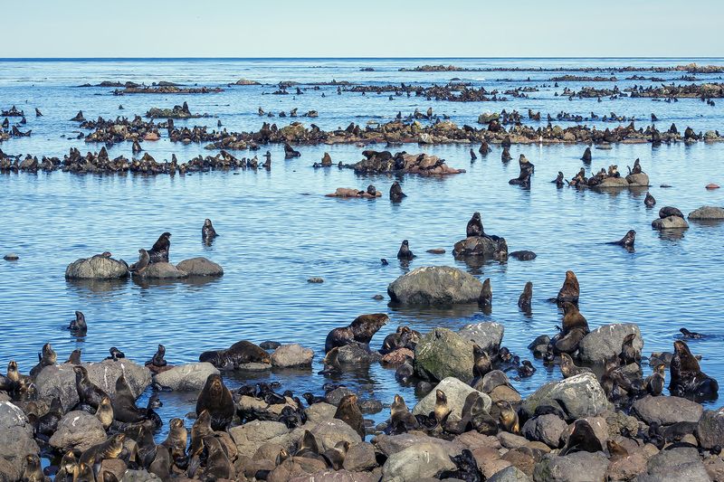 Лежбище северных морских котиков фото превью