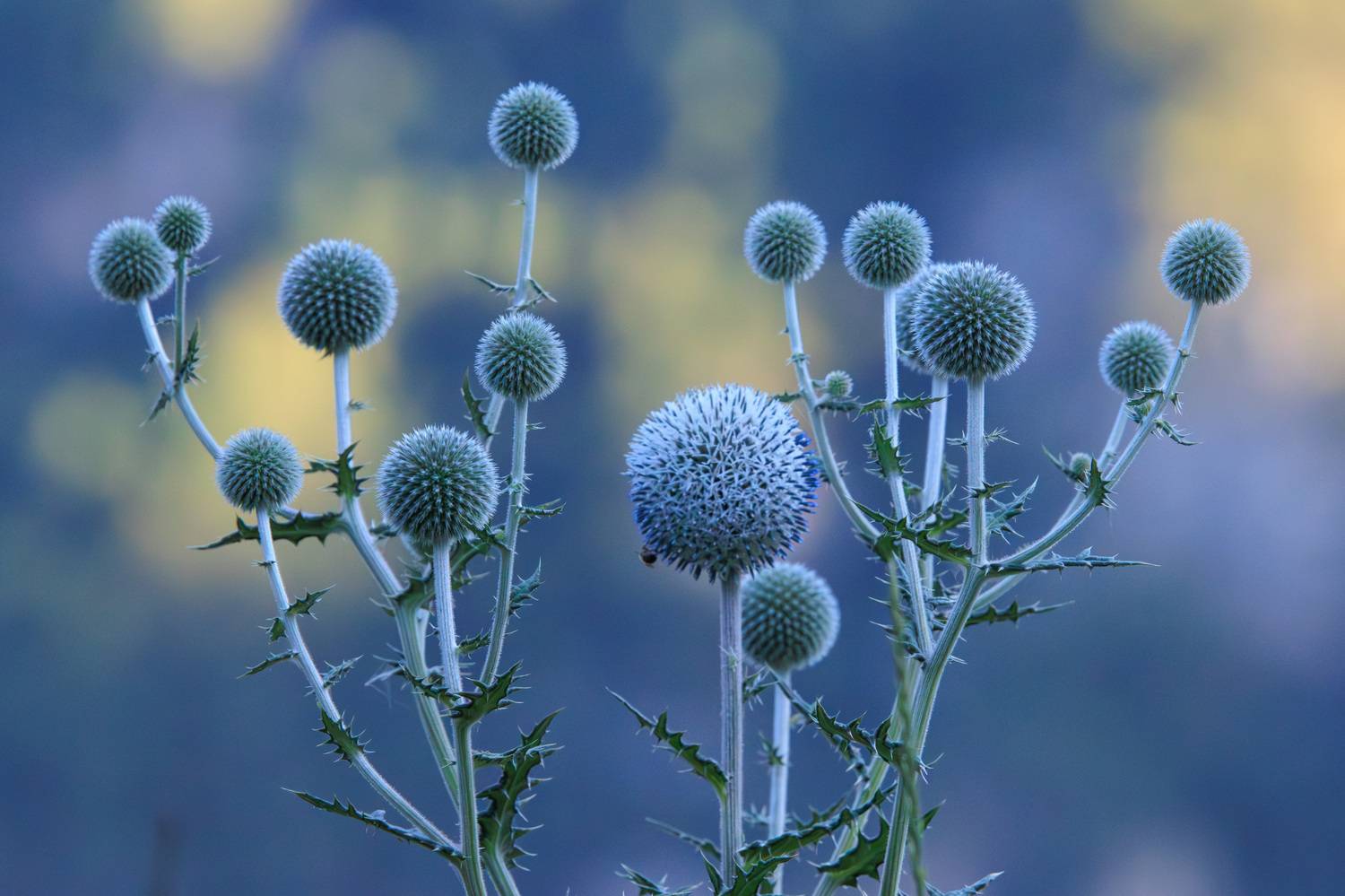 , Светлана Холодняк