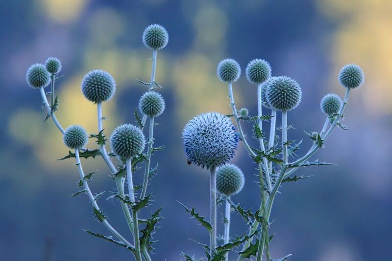 Пумпония фото превью