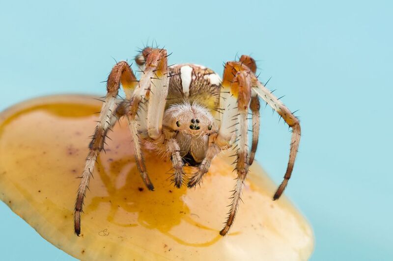 Паук крестовик фото превью