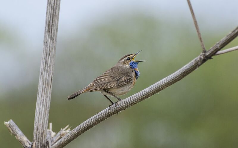 Исполнитель фото превью