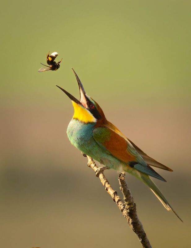 Bee-eater фото превью