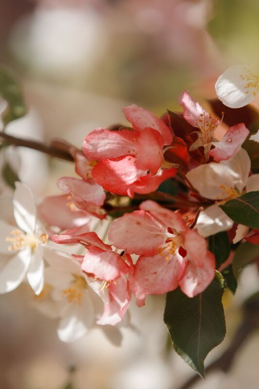 Весна фото превью