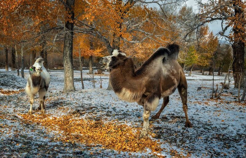 горный алтай, осень, первый снег, листья, верблюды Вкусно - и  точка ! фото превью
