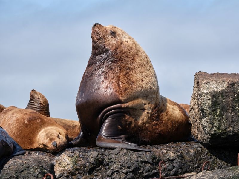 сивуч, сахалин,тюлени Очень уважаемый сивуч Фёдор Михалыч фото превью