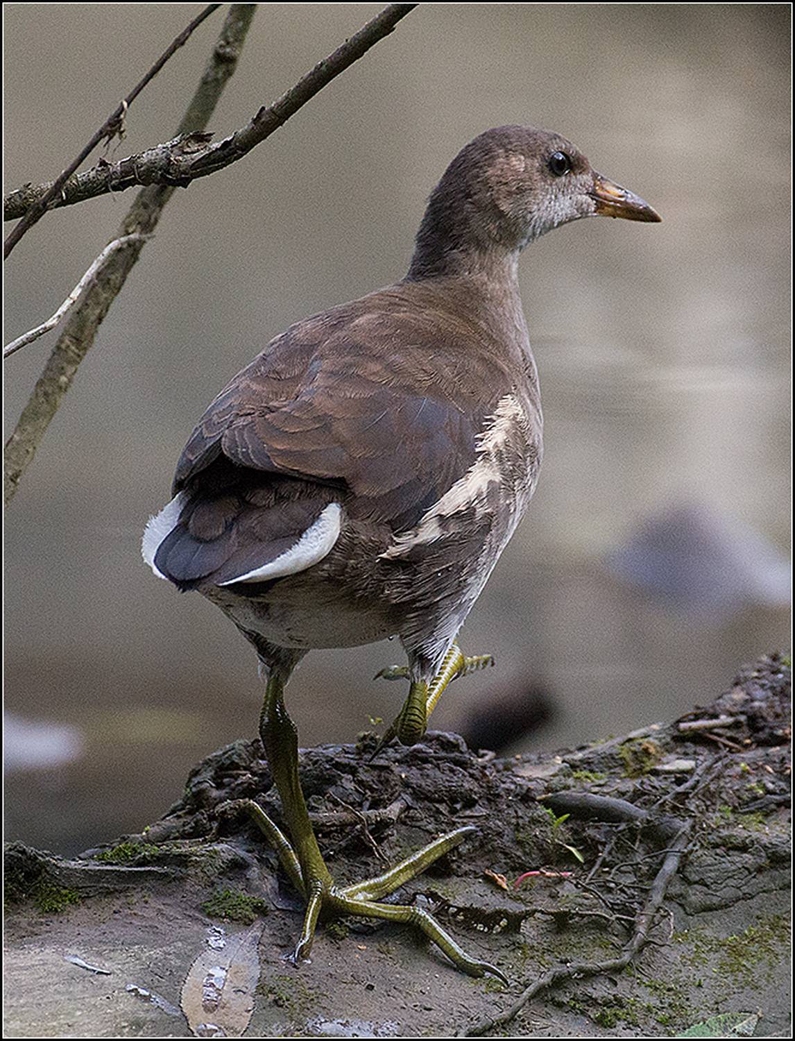 москва, июль, парк, пруд, камышница, птица, АНАТОЛИЙ ДОВЫДЕНКО