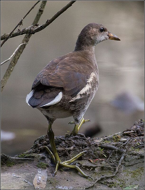 москва, июль, парк, пруд, камышница, птица *  * фото превью