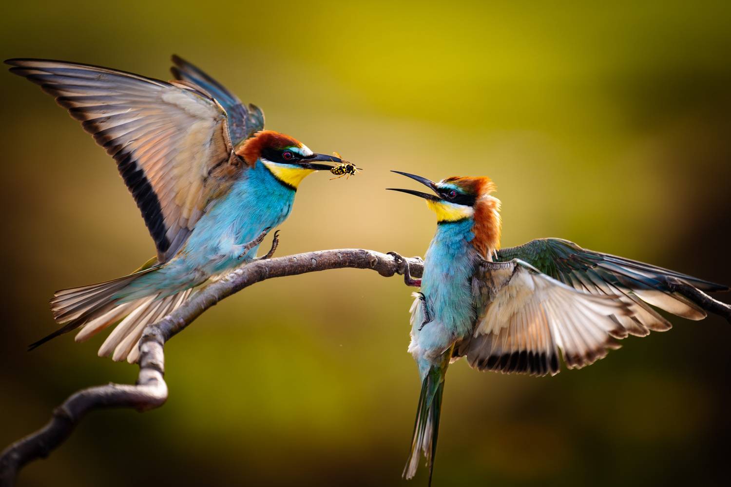 #золотистаящурка, #beeeater, Владимир Ежов