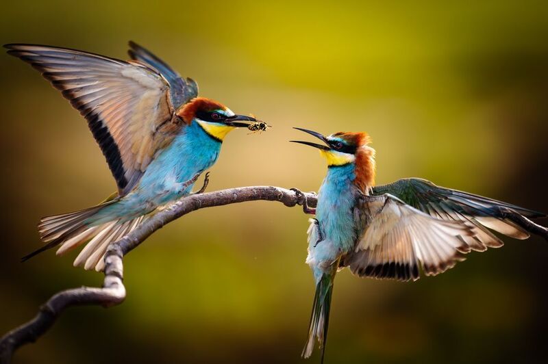 #золотистаящурка, #beeeater Перекус в полете фото превью