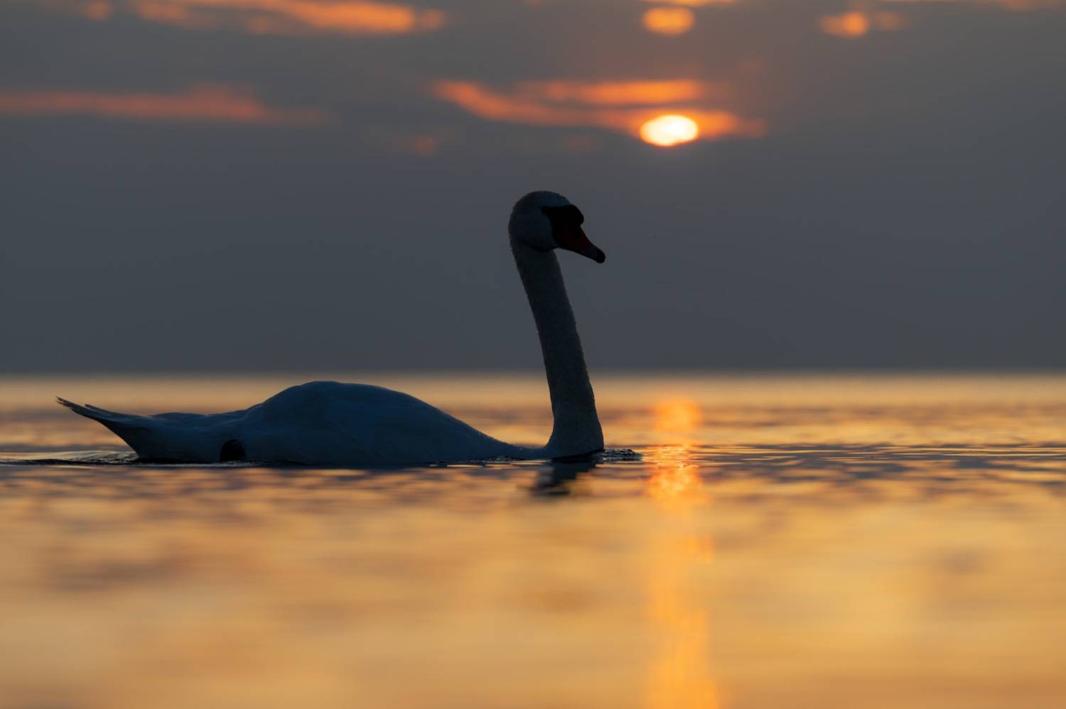 закат, лебедь, лебедь шипун, лебедь-шипун, финский залив, Руслан Pl