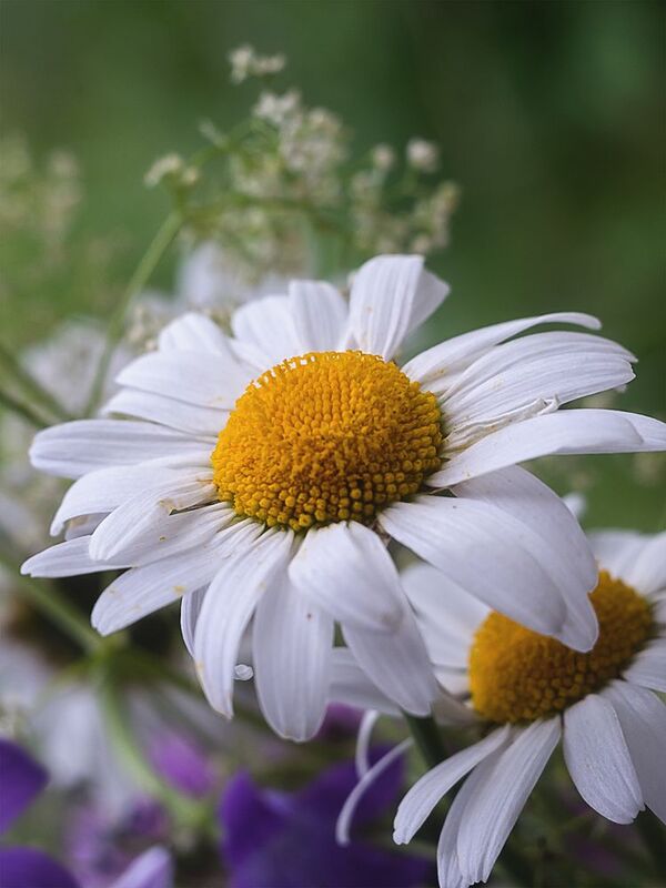 лето, цветы, ромашки Какое лето без ромашек?.. (c) фото превью