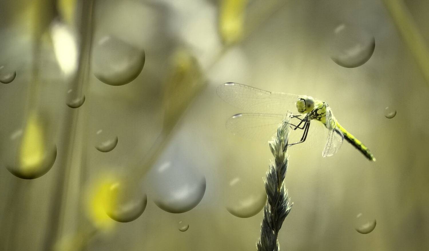 , Сергей Клапишевский
