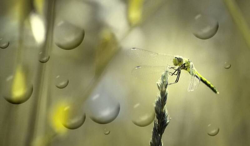 Стрекоза.... фото превью
