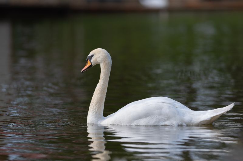 лебедь, шипун, лебедь-шипун, птица, птицы, природа, фотоохота, петербруг, санкт-петербург, спб Шипун фото превью